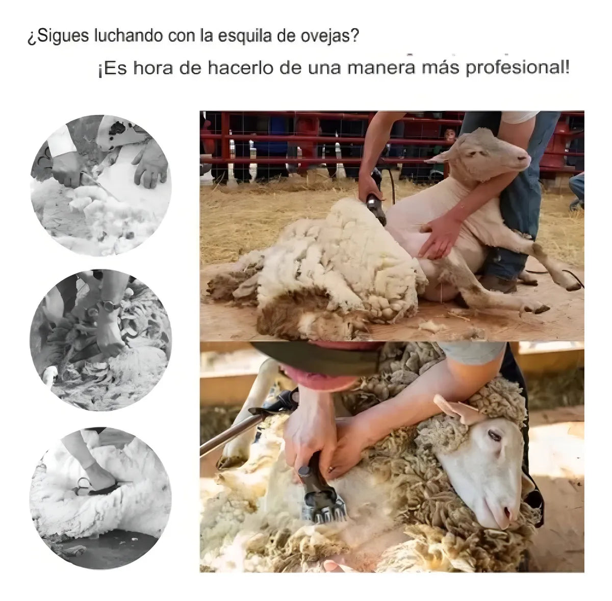 Esquiladora Ovejas 6 Velocidades Corte Profesionales 850w